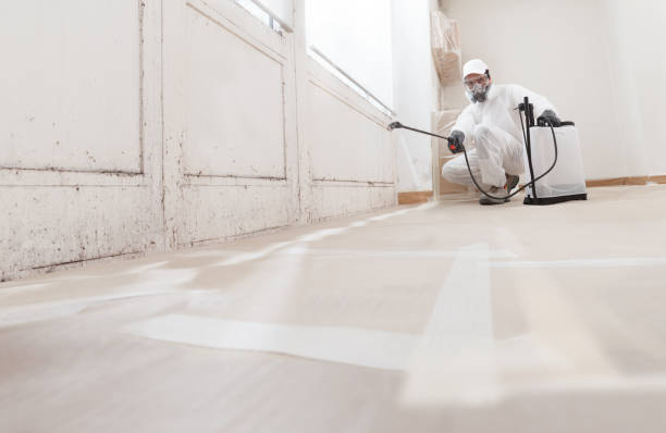 Black mold remediation team in Kennesaw